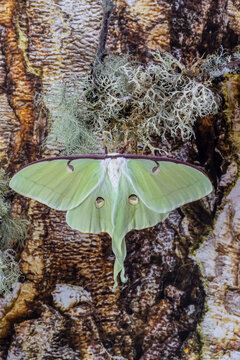 USA, Washington State, Sammamish. Luna silk moth lime green with long tail on hind wings