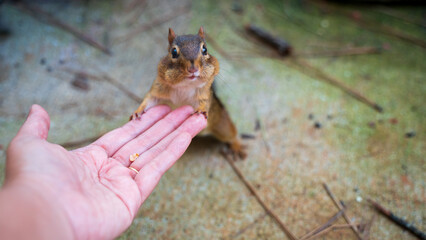 A cute chipmunk is trying to eat peanuts fed by a human. The chipmunk is brave to get closer to the human. He is so cute when holding the fingers and trying to reach for the nuts. He is not a pet