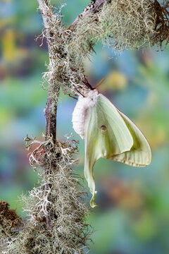 USA, Washington State, Sammamish. Luna silk moth lime green with long tail on hind wings