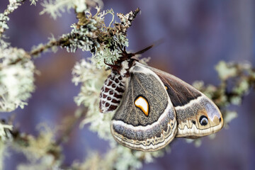 USA, Washington State, Sammamish. Female Hyalophora Columbia silk moth wings closed resting on bush