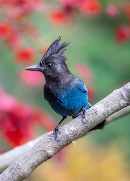 USA, Washington State, Sammamish. Stellar jay on Japanese maple with fall colors