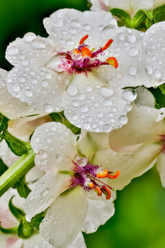 USA, Washington State, Sammamish. Dewdrops on white Verbascum flowers