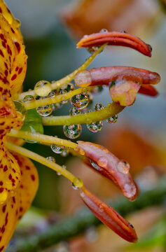 USA, Washington State, Sammamish. Dewdrops on tiger lilies