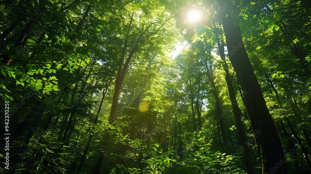 Poster sunlight filters through the dense canopy of a lush forest, casting dappled shadows on the forest fl