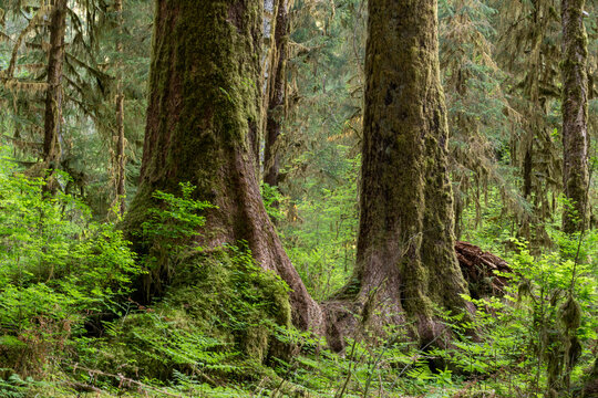 USA, Washington State, Olympic National Park, Hoh Rainforest. Trunks of ancient Sitka spruce are surrounded with huckleberry bushes.