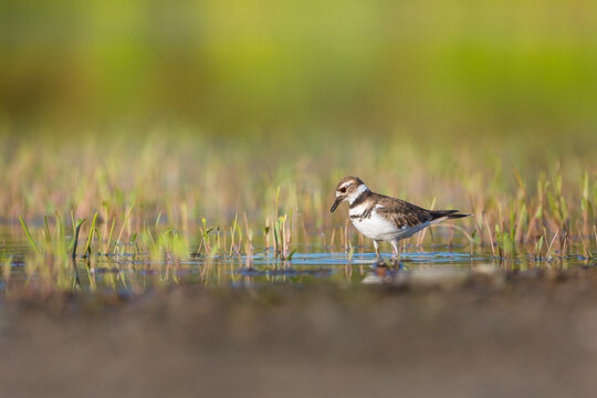 USA, Washington State. A Killdeer (Charadrius vociferus) hunts aquatic insects on a pond. Redmond.