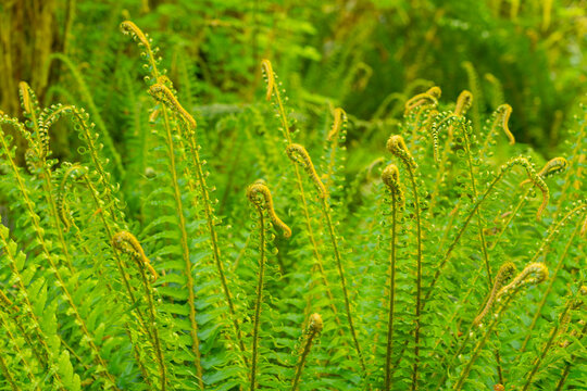 USA, Washington State, Olympic National Park, Hoh Rainforest. Patch of ferns abound with new growth.