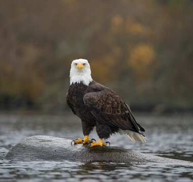 USA, Washington State. Bald Eagle (Haliaeetus leucocephalus) perched on log in Lake Washington, Kenmore.