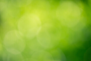 Blurred of green grass and bokeh as background. landscape, template for design.