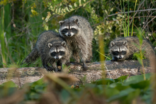 USA, Washington State. Raccoon family (Procyon lotor) forages in a pond near Seattle arboretum.