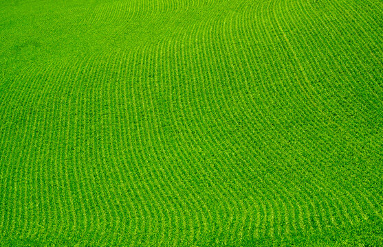 USA, Washington State, Palouse. Green field.
