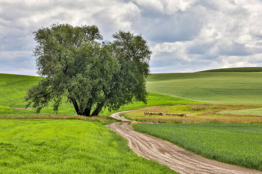 USA, Washington State, Palouse. Dirt road in Pullman.