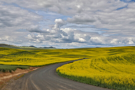 USA, Washington State, Palouse. Road through the canola fields in Pullman.