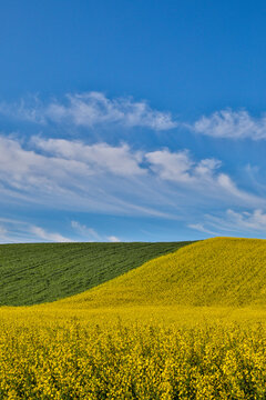 USA, Washington State, Palouse. Rolling hills in the town of Pullman.