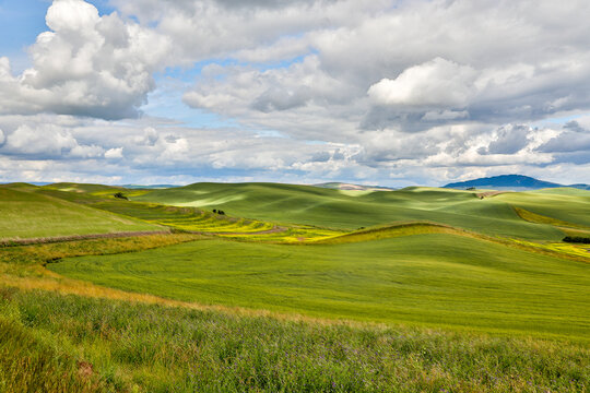USA, Washington State, Palouse. Rolling hills in the town of Colfax.
