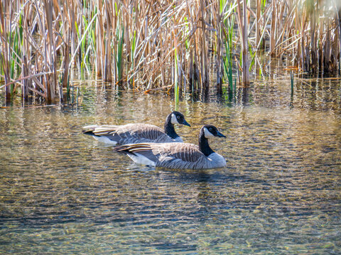USA, Washington State, Cle Elum. A pair of Canadian geese along the Yakima River.