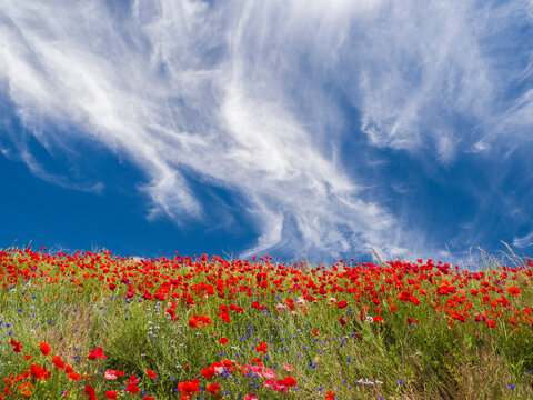 USA, Washington State, Palouse. Bright red poppies and blue bachelor button flowers with bright blue sky and wild clouds.