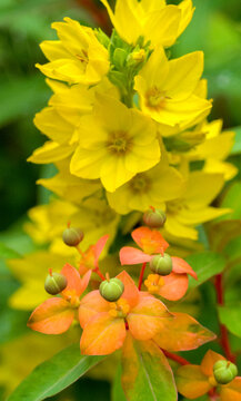 USA, Washington State, Auburn. Yellow Loosestrife (lysimachia Vulgaris) in a garden.
