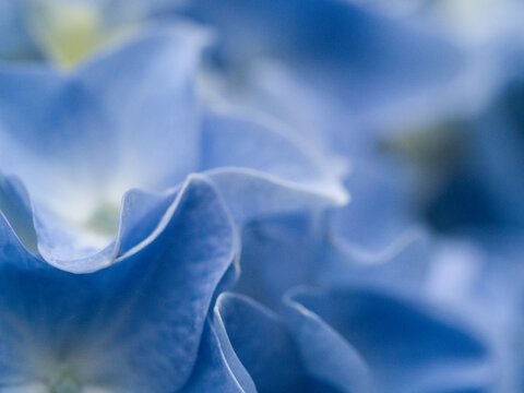 USA, Washington State, Auburn. Close-up macro of a blue hydrangea flower petals.
