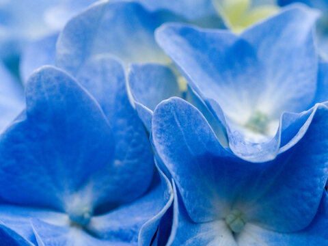 USA, Washington State, Auburn. Close-up macro of a blue hydrangea flower petals.