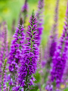 USA, Washington State, Auburn. Purple speedwell Veronica.