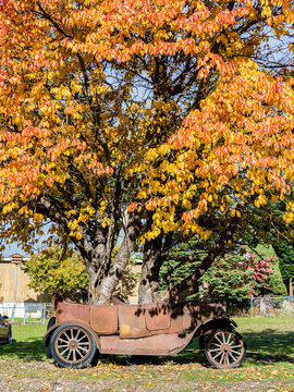 USA, Washington State, Kittitas County. Tree growing out of an old rusty car near the Ronald General store.