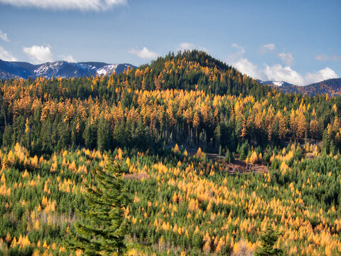 USA, Washington State, Kittitas County. Western Larch trees in autumn in the Okanogan-Wenatchee National Forest.