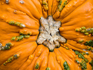 USA, Washington State, Kittitas County. Close-up of a colorful pumpkin at a garden center in Kittitas County.