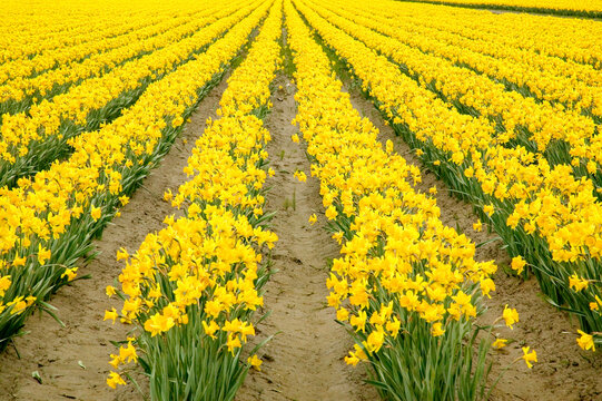 Mount Vernon, Washington State, USA. Field of yellow daffodils.