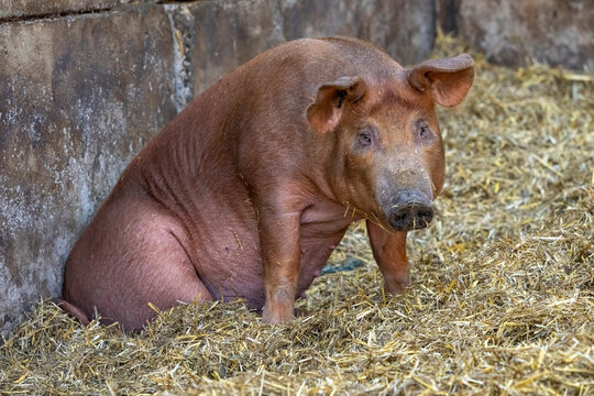 Chimacum, Washington State, USA. Tamworth Piglet sitting
