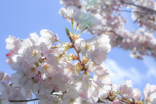 Bremerton, Washington State, USA. Pale pink blooming cherry blossoms on a cherry blossom tree