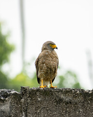 HAWK