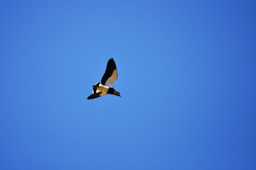 Tero, also called queltehue is a bird found mainly in the South American continent