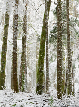 USA, Washington State. Tiger Mountain, snow covered trees.