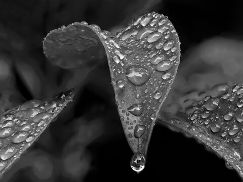 Washington State. Mountain laurel leaves with water drops