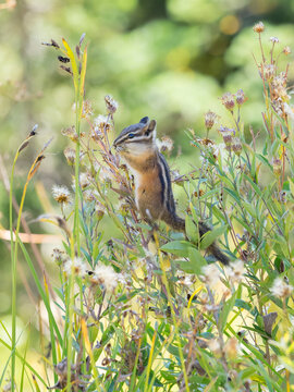 Washington State, Mount Rainier National Park. Townsend's chipmunk eating wildflower seed heads