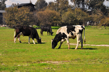 Cattle grazing in the meadow