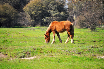 Beautiful young horse grazing in the field