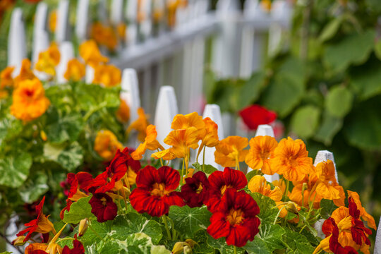 USA, Washington State, Sequim, early summer blooming nasturtiums with white picket fence.
