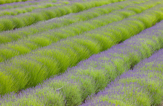USA, Washington State, Sequim, early summer blooming Lavender fields