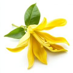 close up of Fresh Ylang-ylang flower isolated on white background