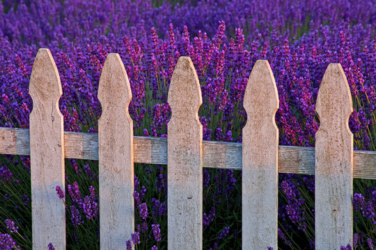 USA, Sequim, Washington State, field of Lavender White Picket Fence