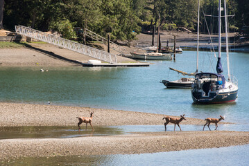 USA, Washington State, Bainbridge Island. Fletcher Bay at low tide. Black-tailed deer bucks wading.