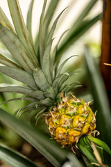 Obraz premium pineapple on the vine