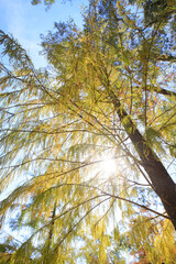 Sun-Kissed Canopy: A Golden Autumnal Tapestry
