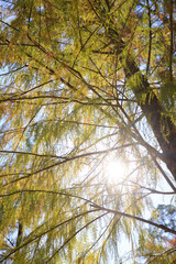 Sun-Kissed Canopy: A Golden Autumnal Tapestry