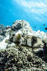 Puffer Fish on the Reef