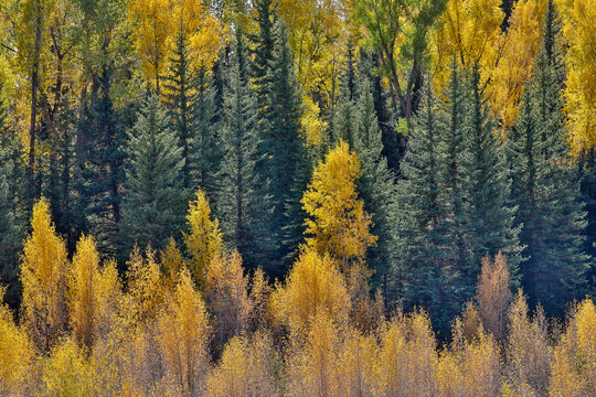 USA, Wyoming. Grand Tetons National Park with backlighting cottonwood and evergreens in golden Fall Color just off of Highway 26