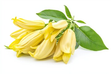 A cluster of yellow flowers with green leaves, showcasing natural beauty.