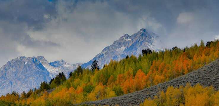 USA, Wyoming. Grand Tetons National Park near Oxbow Bend on the Snake River with Fall colored Aspen grove and backdrop Teton Mountains coming through low clouds
